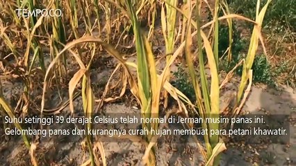 Musim Panas Ekstrem Merusak Tanaman di Jerman