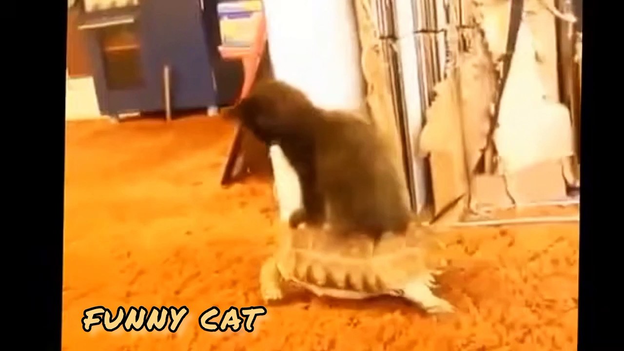funny cat