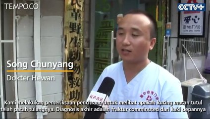 Penyelamatan Macan Tutul yang Terluka