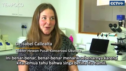 Fakta Anak Singa Lahir dari Inseminasi Buatan