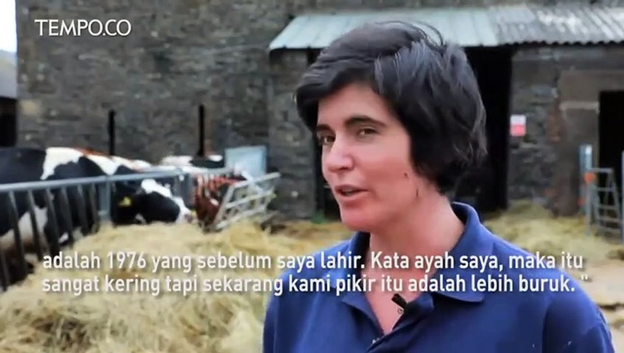 Peternak Sapi Perah Inggris Hadapi Kekeringan