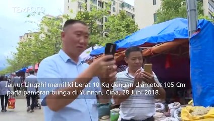 Jamur Keabadian Raksasa Berdiameter 105 Cm