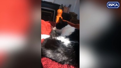 Darwin the cat was killed by her Heaton owner