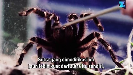 Laba-laba Bionik di Italia