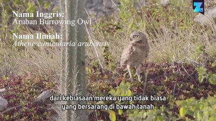 Selamatkan Burung Hantu di Aruba