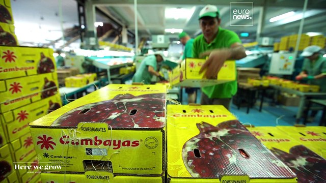 Испания кормит Европу гранатами и авокадо