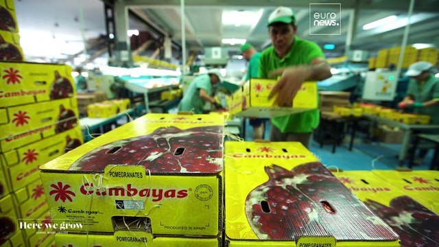 El liderazgo español en la producción de frutas tropicales en el mercado europeo