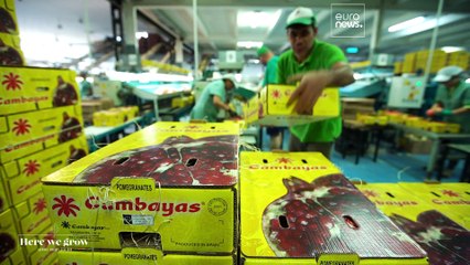 La Spagna è diventata la patria dei frutti tropicali in Europa