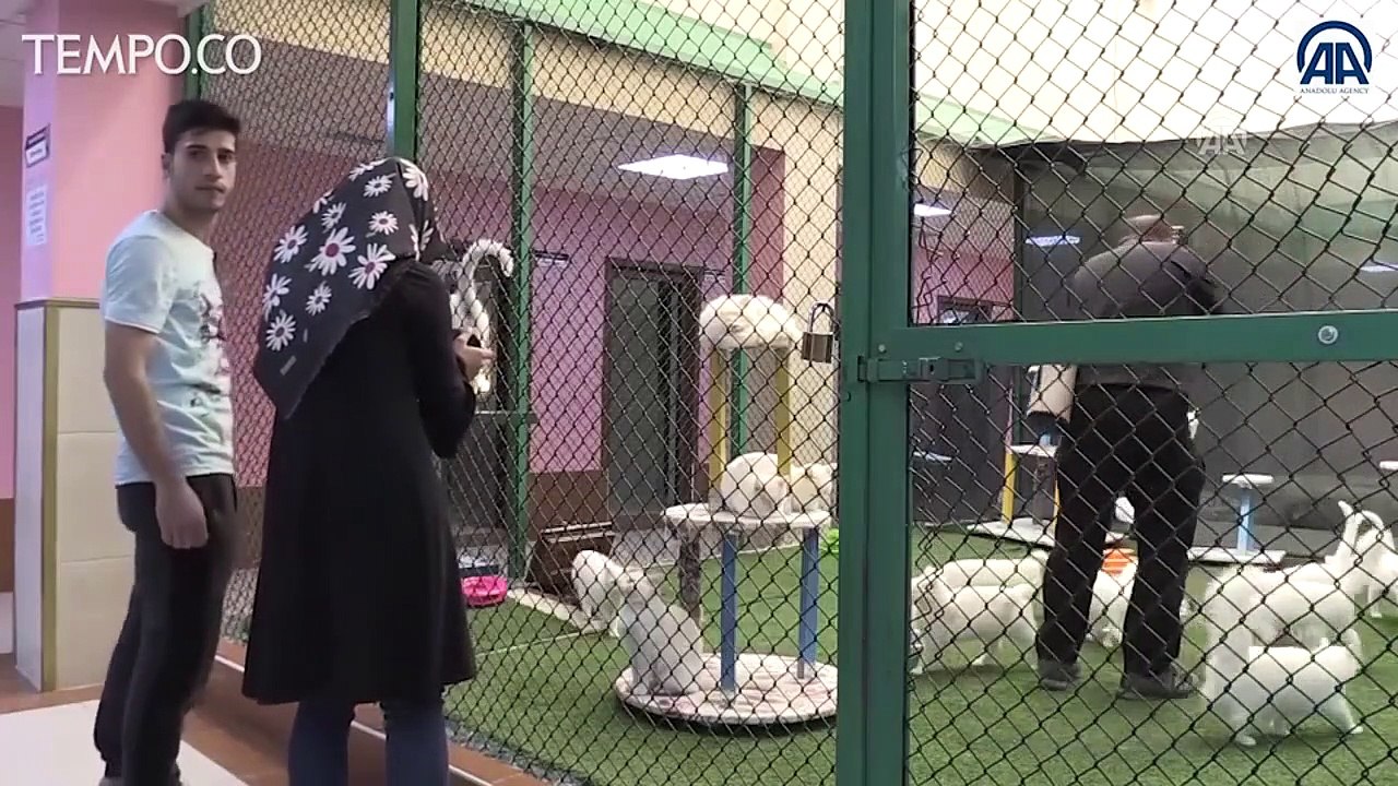 Kolam Renang Khusus untuk Kucing Van Bermata Aneh