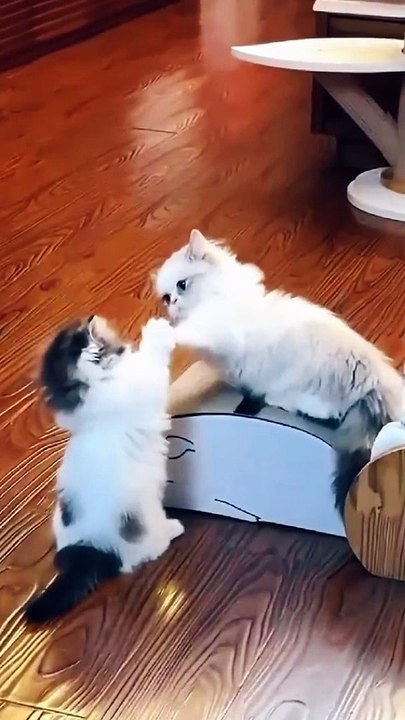 Cute Baby Cats