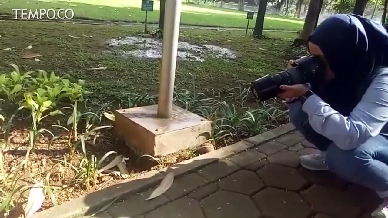 Capnature', Mendata Keanekaragaman Hayati di RTH Jakarta