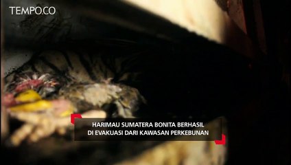 Harimau Sumatera Bonita Berhasil di Evakuasi dari Kawasan Perkebunan
