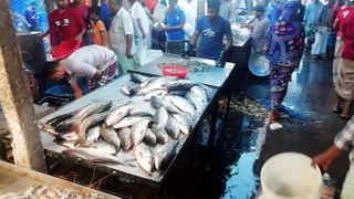 A Big Fish Market-Many Type of Fish Displayed For Sale