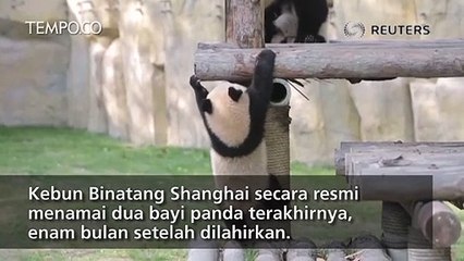 ‚ÄãLucunya Tingkah Panda di Taman Shanghai