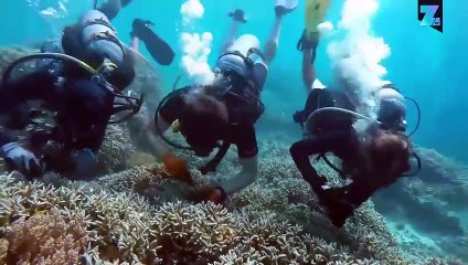 Menghidupkan Karang Kembali