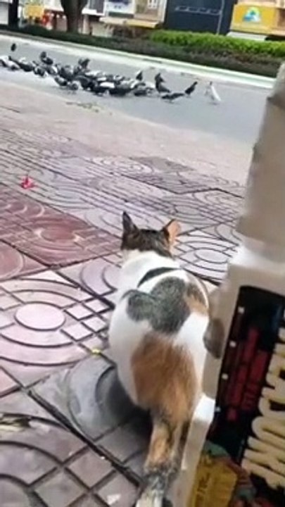 How to catch birds
