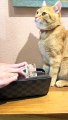 This cute cat understands money