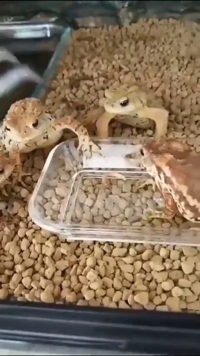 Cute frog at mealtime