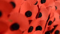 Why do people wear red, white and purple poppies and what are their meanings?