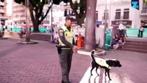 Anjing Adopsi Jaga Keamanan