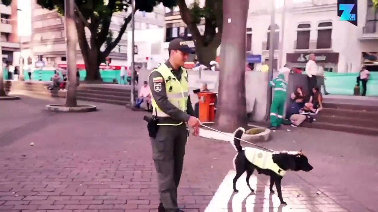 Anjing Adopsi Jaga Keamanan