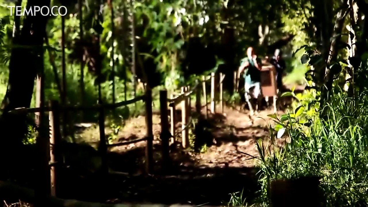 Enam Ekor Owa Jawa Asal Inggris Jalani Rehabilitasi di Jawa Barat