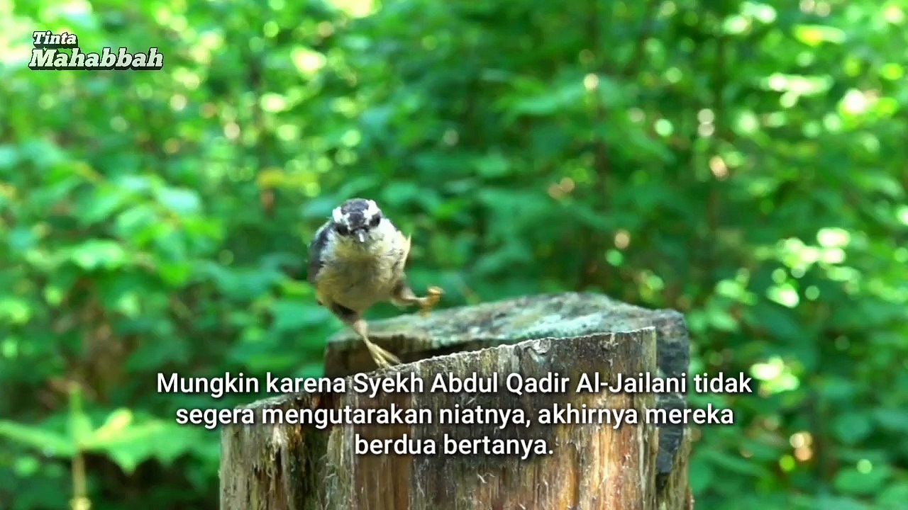 Asal Mula Gelar - Raja Para Wali - Syekh Abdul Qadir Jaelani - Tinta Mahabbah