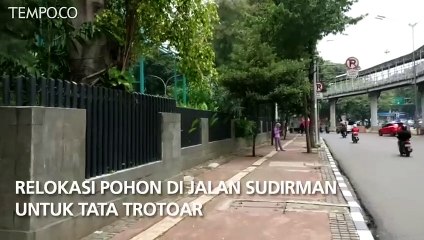 Relokasi Pohon di Jalan Sudirman Untuk Tata Trotoar