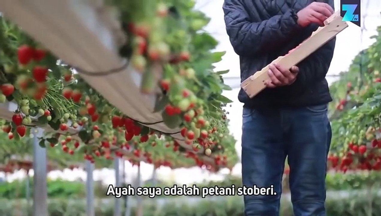 Alternatif Demam Emas