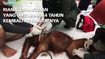 Riana, Orangutan yang Dipelihara 4 Tahun Kembali Ke Habitatnya