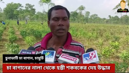 চা বাগানে নালা থেকে হস্তী শাবকের দেহ উদ্ধার ঘিরে চাঞ্চল্য