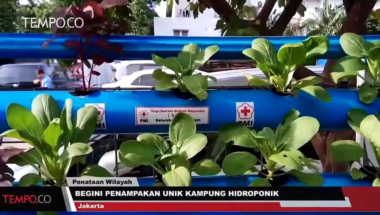 Begini Penampakan Unik Kampung Hidroponik