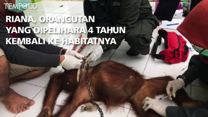 Riana, Orangutan yang Dipelihara 4 Tahun Kembali Ke Habitatnya