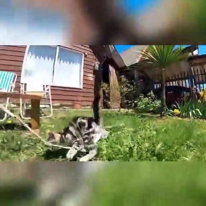 Funny Cute Cat Video funny video compilation