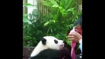 Cute Animals - Cute Baby Panda Videos Compilation #1