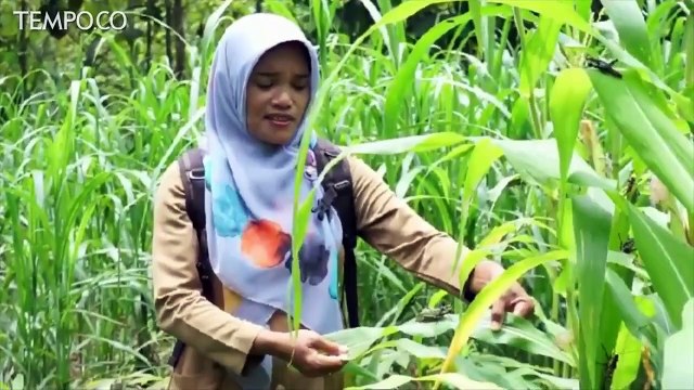 Serangan Belalang Setan Meluas di Gunungkidul, Dinas Turun Tangan