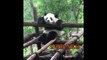 Cute Animals - Cute Baby Panda Videos Compilation - Soo Cute #2