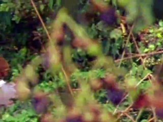 Huckleberry Finn And His Friends S01E17