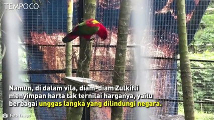 Investigasi Satwa Liar Ilegal di Vila Pejabat