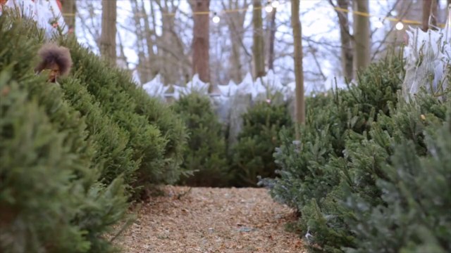 Real vs. Artificial Christmas Trees: How to Choose the Right One for Your Home