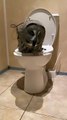 Owl Uses the Toilet