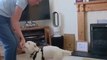 Deaf puppy learns sign language to communicate with owner