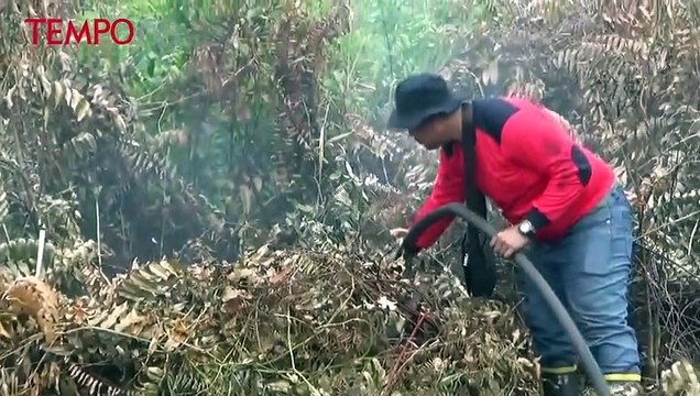 Kebakaran Lahan Riau, Petugas Terus Berjibaku Padamkan Api