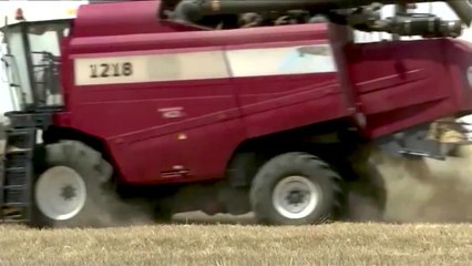 Por qué Rusia vuelve a permitir la exportación de grano de Ucrania