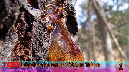 5 Fosil sempurna Paling Aneh Pernah Ditemukan di dunia