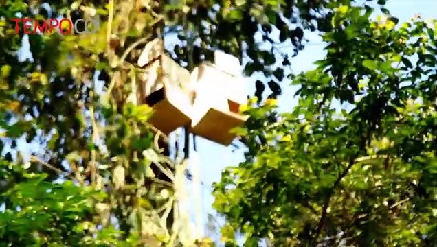 Upaya Perkuat Populasi, Dua Kelompok Owa Jawa Kembali Dilepasliarkan