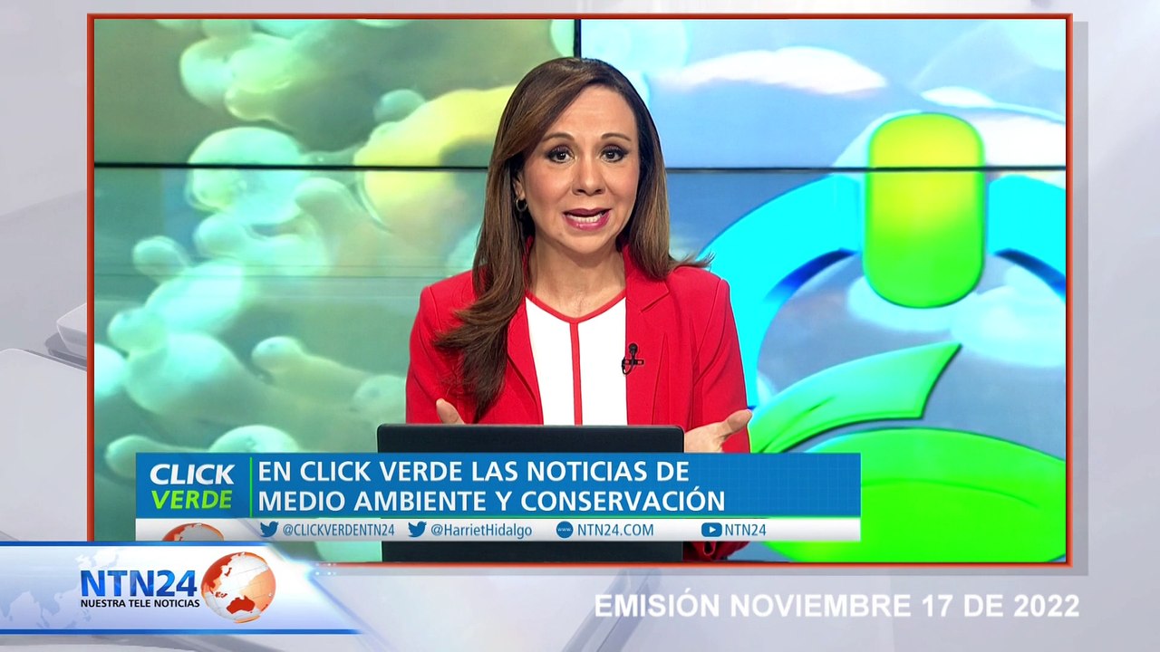 Cambio climático afecta reproducción de Pingüinos en la Antártida