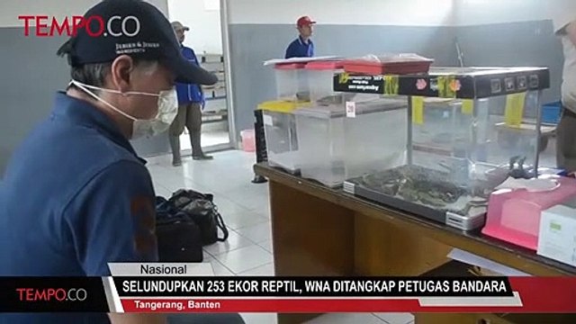 Selundupkan 253 Ekor Reptil, WNA Ditangkap Petugas Bandara