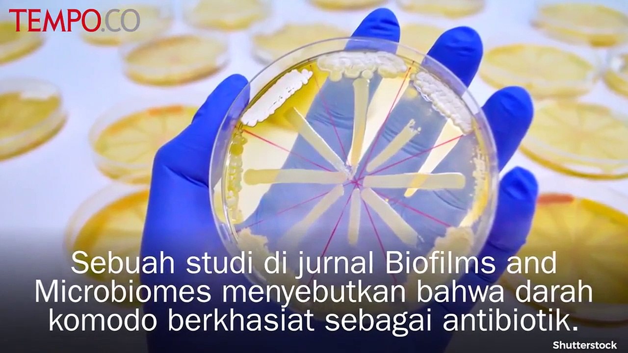 Khasiat Darah Komodo