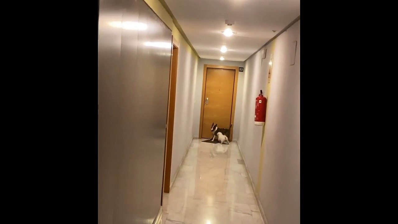 Bull Terrier vs Front Door